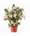 Fuchsia plant in potje 30 cm roze