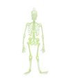 Halloween-horror thema hang decoraties 1x stuks skeletten glow in the dark 30 cm