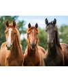 Placemat drie paarden 3D 30 x 40 cm