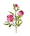 Topart Kunstbloem pioenroos Spring Dream roze 73 cm kunststof
