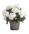 Witte Hortensia plant in mand 45 cm